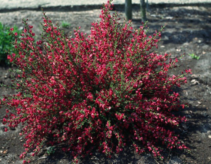 Elfenbein Ginster Boskoop Ruby