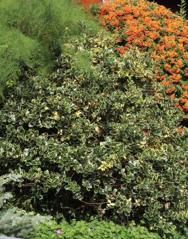 Stechpalme Argentea Marginata