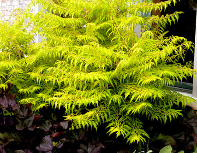 Tigerauge" Wels ( Rhus Typhina)
