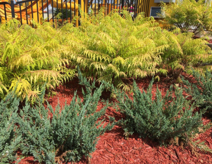 Tigerauge" Wels ( Rhus Typhina)