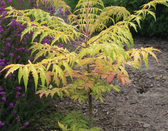 Tigerauge" Wels ( Rhus Typhina)
