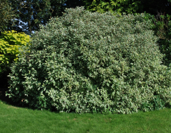 Weißer Hartriegel Elegantissima