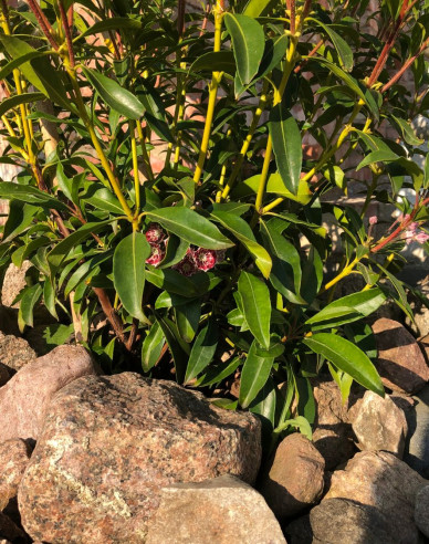 Kalmia breitblättrig Sterntaler