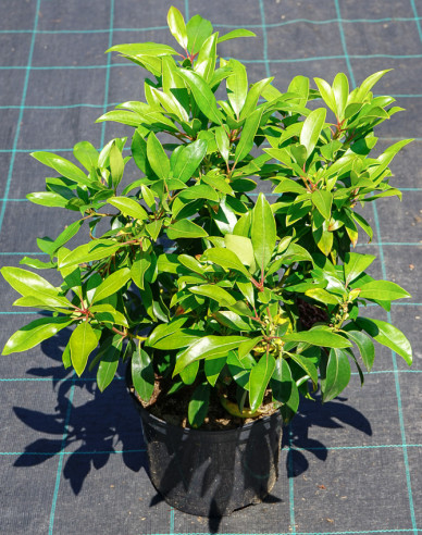 Kalmia breitblättrig Sterntaler