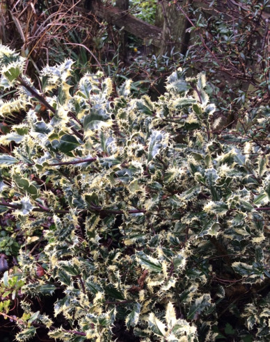 Stechpalme Ferox Argentea