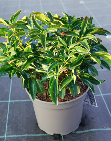 Kalmia breitblättrig Nani