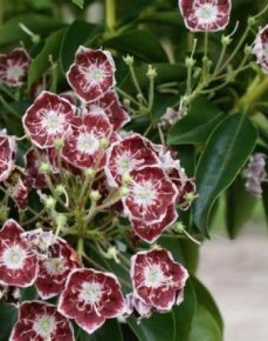 Kalmia breitblättrig Nani