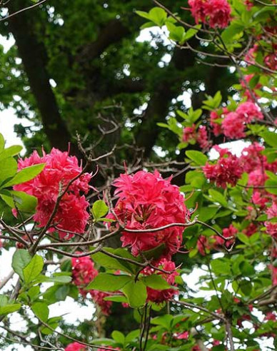 Azalee großblumig Homebush