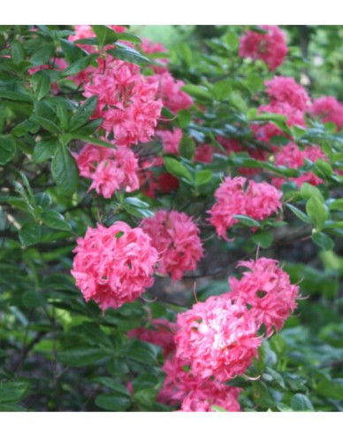 Azalee großblumig Homebush