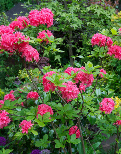Azalee großblumig Homebush