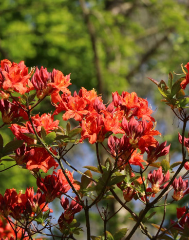 Azalee großblumig Parkfeuer