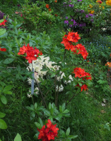 Azalee großblumig Parkfeuer