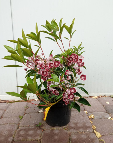 Kalmia breitblättrig Mitternacht