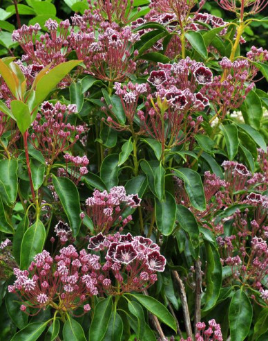 Kalmia breitblättrig Mitternacht