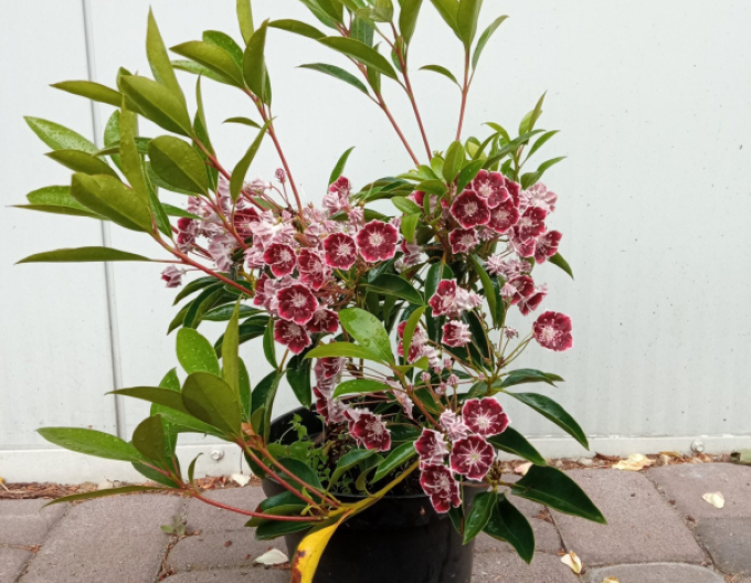 Kalmia breitblättrig Galaxy