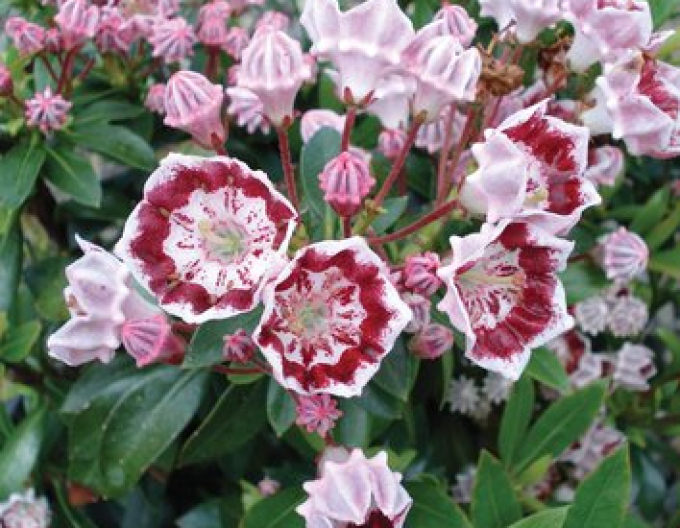 Kalmia breitblättrig Galaxy