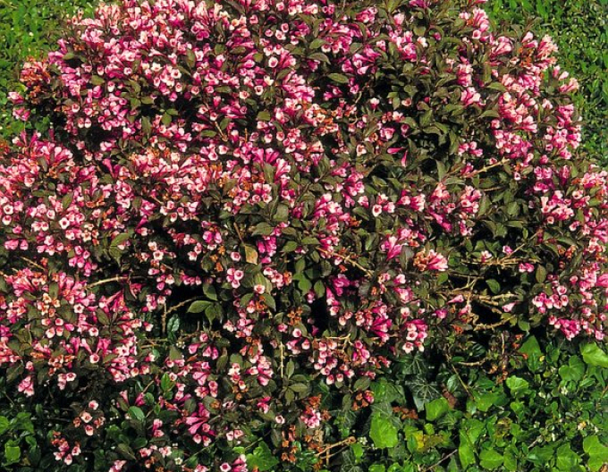 Vajgelia florida Nana Purpurea