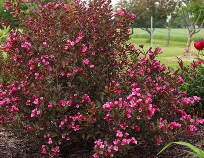 Vajgelia florida Nana Purpurea
