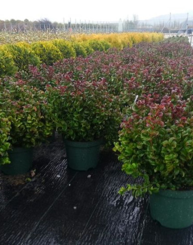 Leukote axillaris Curly Red