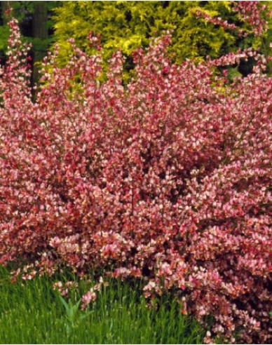 Elfenbein Ginster Hollandia