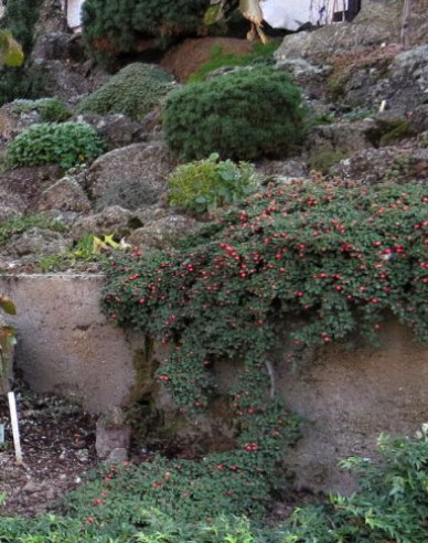 Strauchmispel
