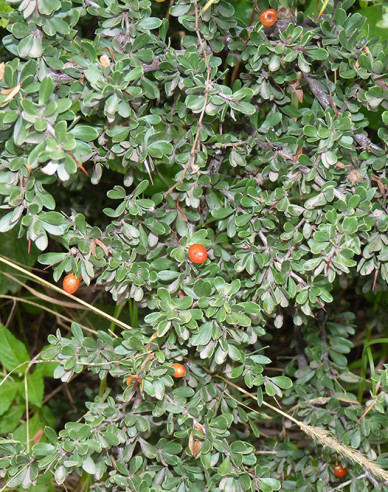 Strauchmispel