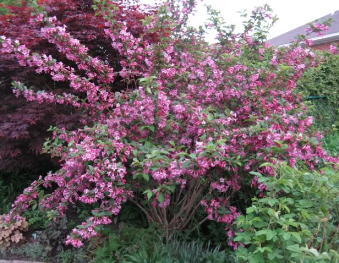 Weigelie Pink Princess