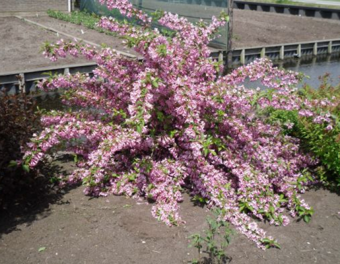 Weigelie Pink Princess