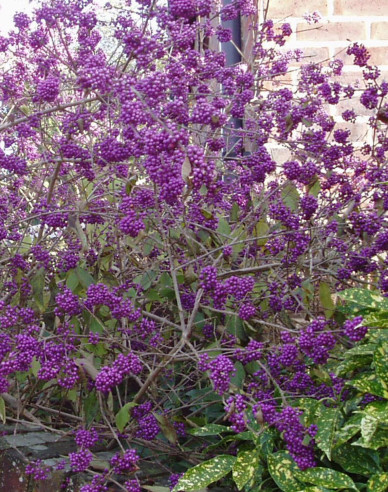 Schönfrucht Profusion