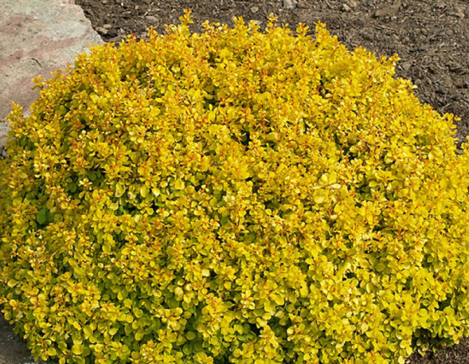 Berberitze "Golden Dream"