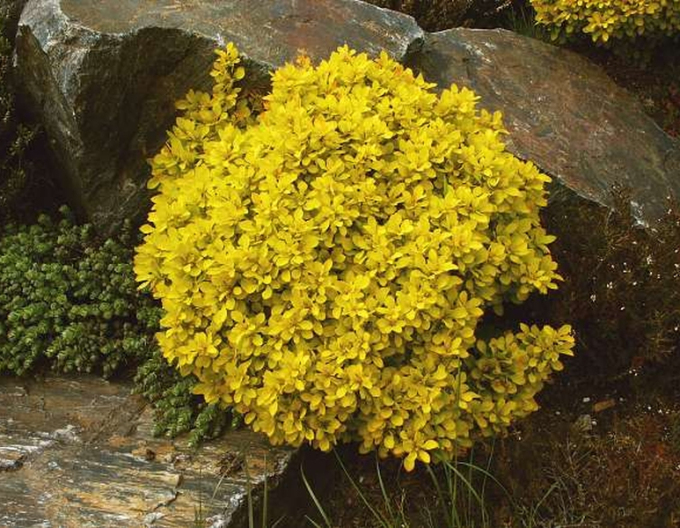 Berberitze "Golden Dream"