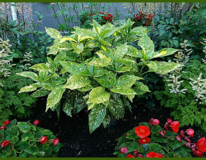 Aukuba japonica "Variegata"