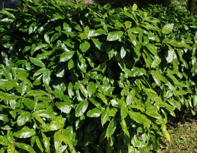 Aukuba japonica "Variegata"