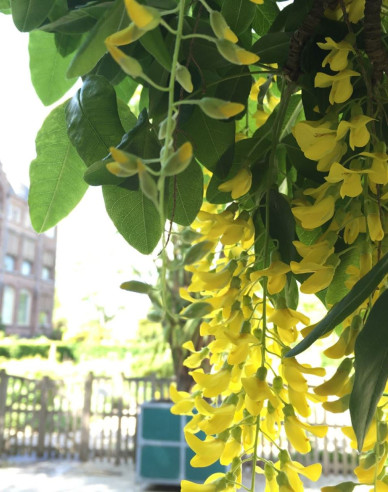 Goldregen (Laburnum anagyroides)