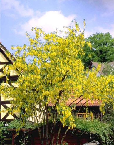 Goldregen (Laburnum anagyroides)