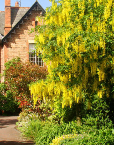 Goldregen (Laburnum anagyroides)