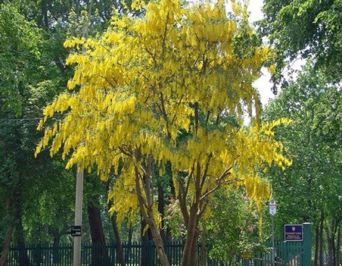Goldregen (Laburnum anagyroides)