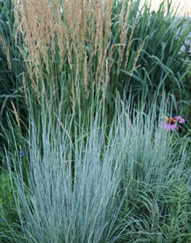 Kleines Präriegras Prairie Blues 1L