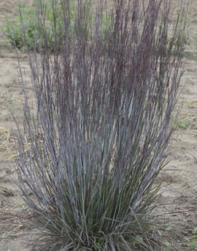 Kleines Präriegras Prairie Blues 1L
