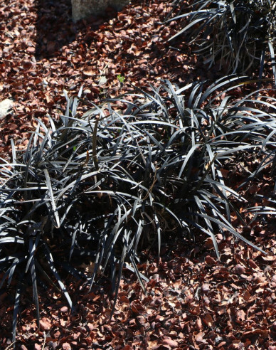 Schlangenbart  Niger