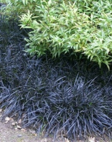 Schlangenbart  Niger