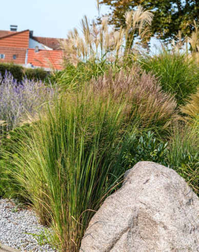 Ruten-Hirse Strictum