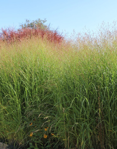 Ruten-Hirse Strictum