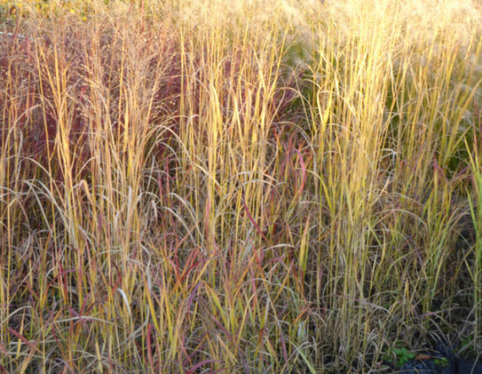 Ruten-Hirse Hot Rot
