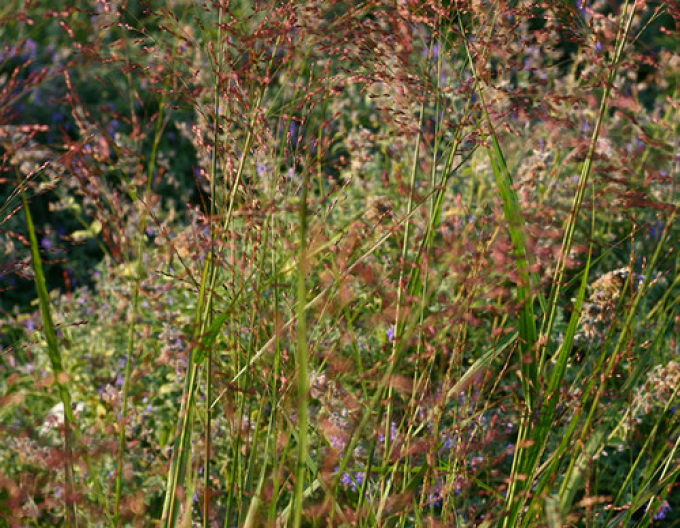 Ruten-Hirse Hot Rot