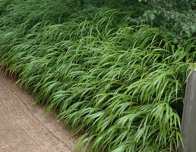 Japanisches Berggras