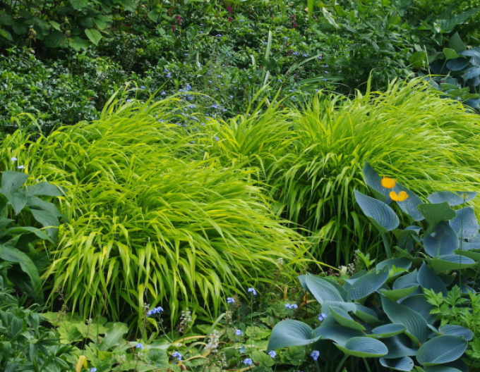 Japanisches Berggras