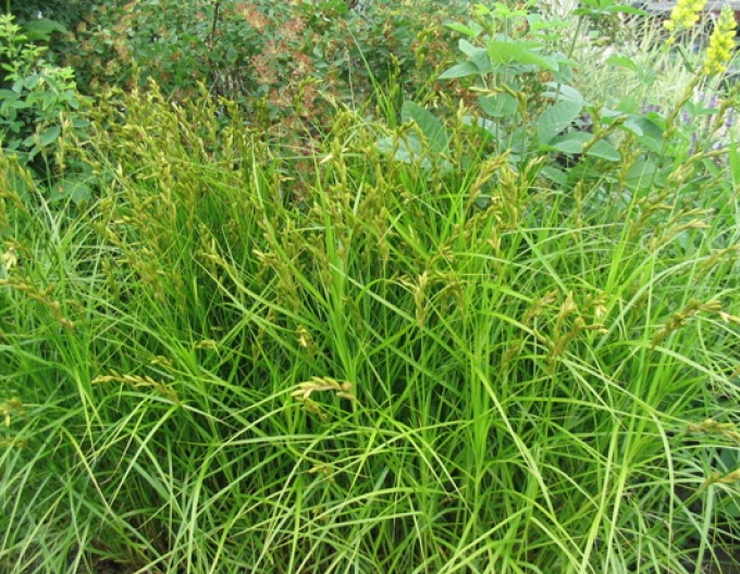 Palmwedel-Segge