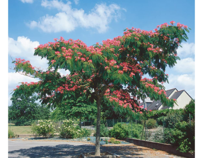 Albizia rosa an einem Anhänger