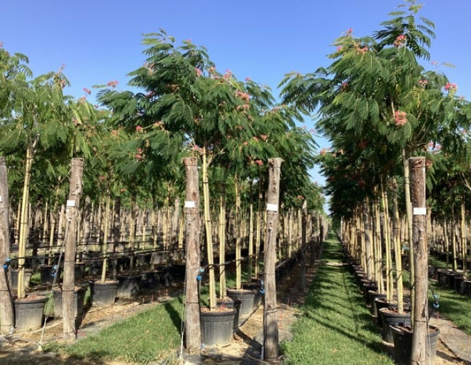 Albizia rosa an einem Anhänger